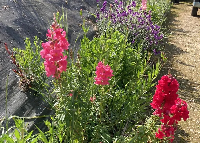 Maison Des Yourtes Dom wakacyjny Loubejac